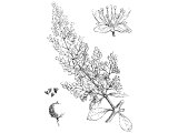 Camphire - Henna (Lawsonia inermis)